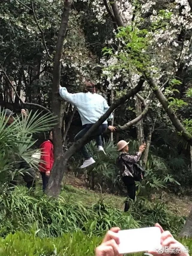 男子武大校园剧烈摇动樱花树,如何有效制止此类行为?