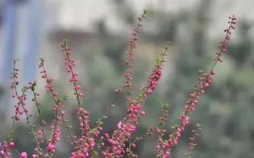 天上仙童转世之观音童子