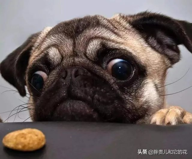 哈士奇吃什么狗粮好？