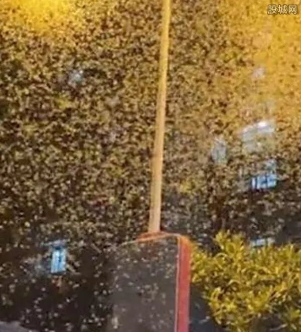 官方回应湖南沅江漫天蜉蝣 这是什么预兆？