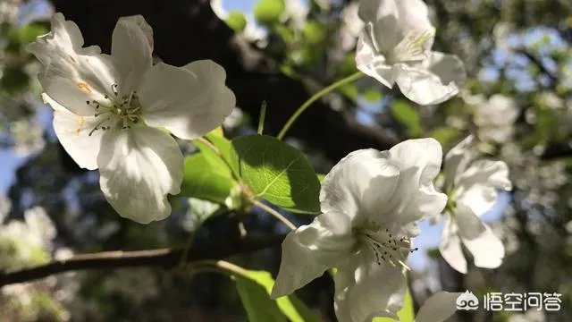 男子武大校园剧烈摇动樱花树,如何有效制止此类行为?