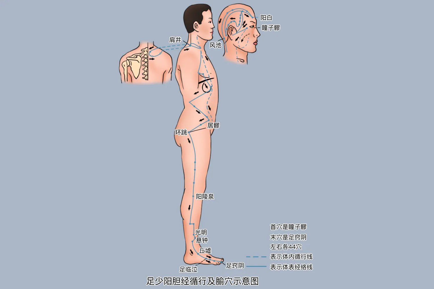 头部后脑勺经络图解大全图片
