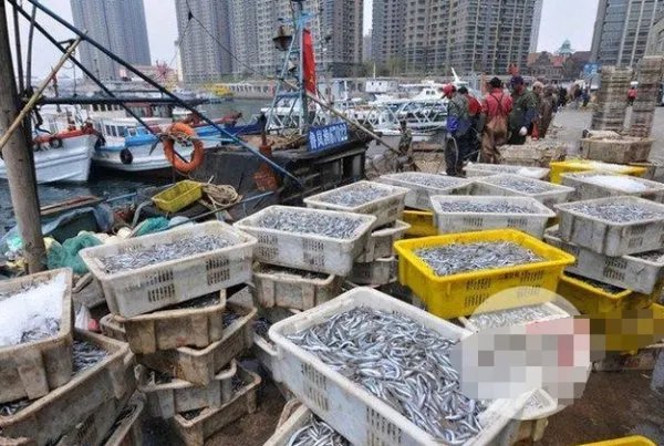 青岛再现鱼满舱是怎么回事?
