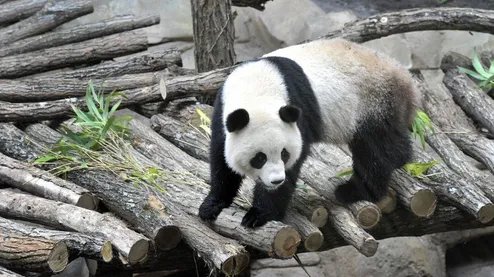旅法大熊猫怀孕了吗？