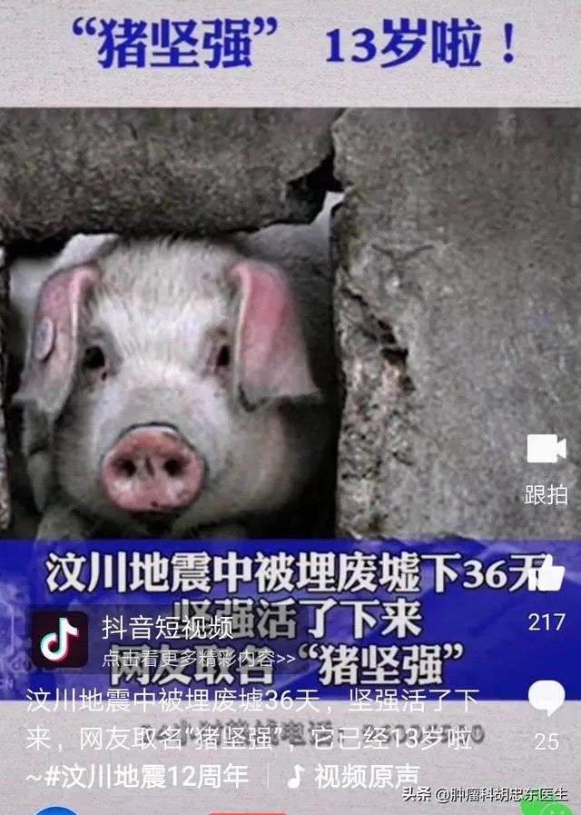 猪坚强13岁了是什么事情？