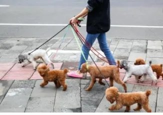 济南发布养犬通告内容是什么?
