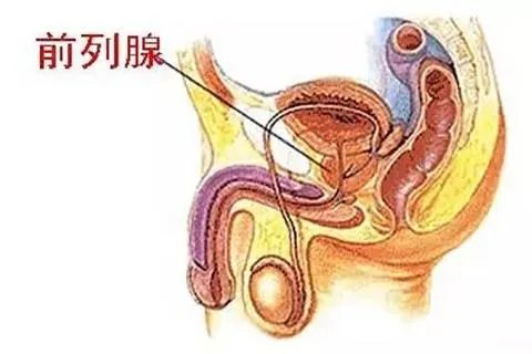 前列腺按摩手法和位置图解