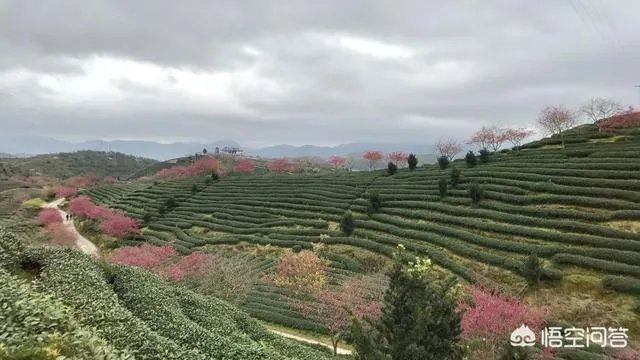 男子武大校园剧烈摇动樱花树,如何有效制止此类行为?