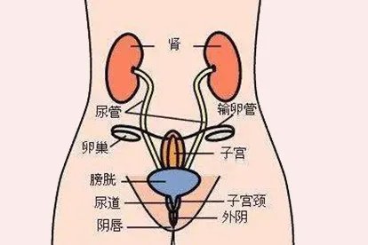 女性阴部图