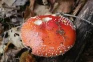 (科普一下):幸福宝草莓榴莲深夜释放自己app(高清)摸控制器今天开始