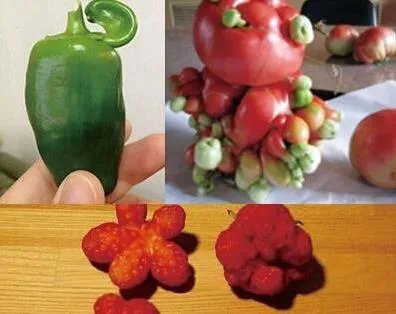 福岛核泄漏后变异女人:日本核辐射后的变异生物触目惊心
