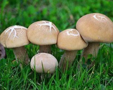 云南现巨型蘑菇有多大？