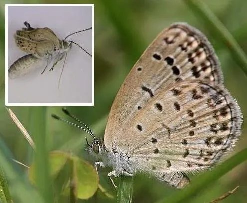 福岛核泄漏后变异女人:日本核辐射后的变异生物触目惊心
