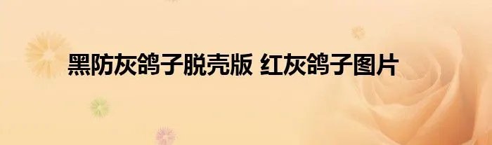 黑防灰鸽子脱壳版 红灰鸽子图片