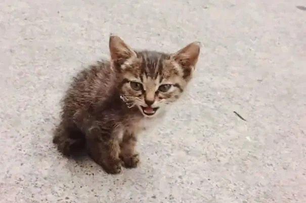 流浪猫获“编制”被消防说教到睡着是怎么回事 流浪猫获“编制”被消防说教到睡着具体情况