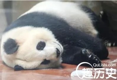 成都开启烧烤模式  动物都受不了连续处于高温