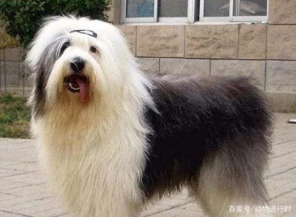 养古牧是一种什么体验？