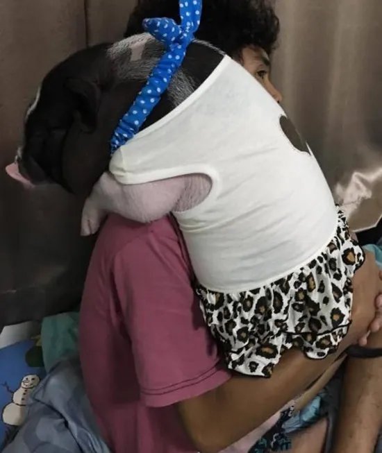 把母猪当女朋友来养是怎么回事？