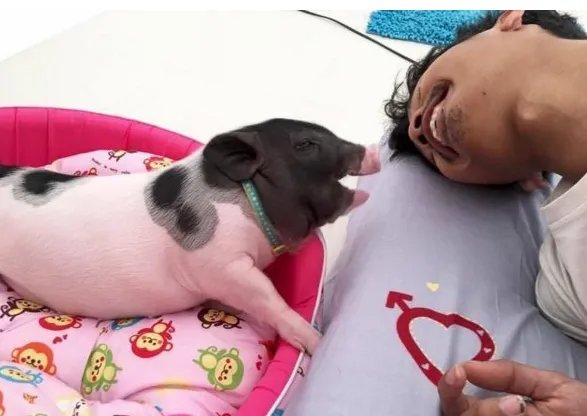 把母猪当女朋友来养是怎么回事？