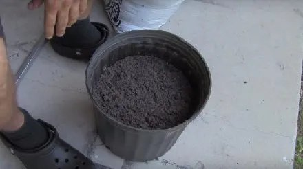 男子把西红柿片放盆中 神奇了（组图）
