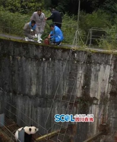 大熊猫误入水电站 历经3小时被成功解救