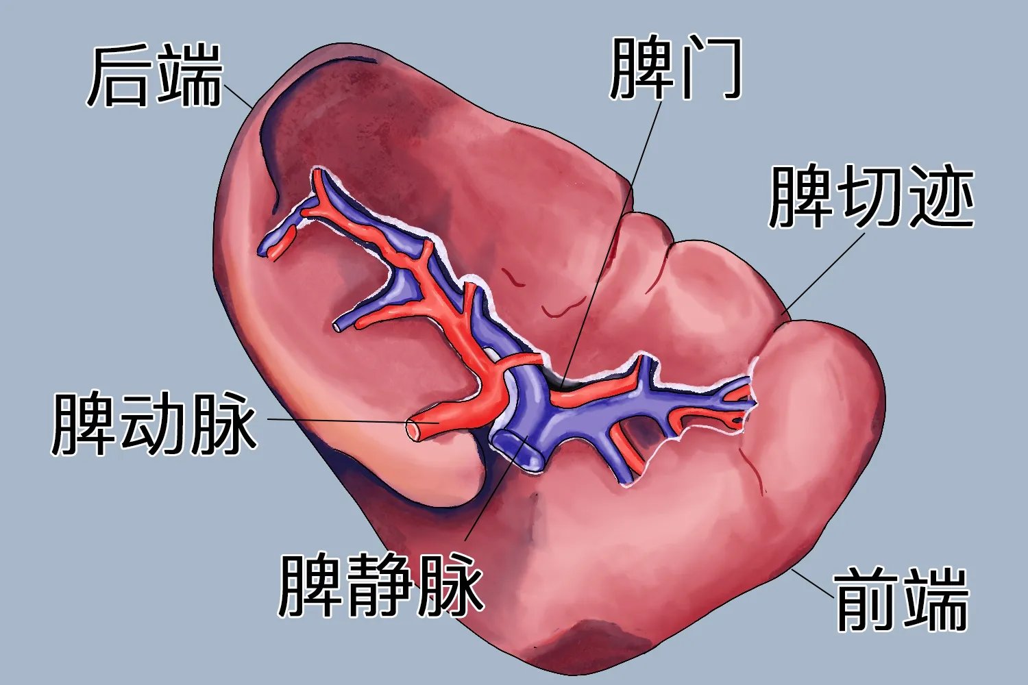 人体五脏结构图