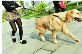 济南发布养犬通告内容是什么?