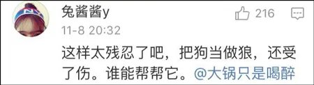 动物园狼舍现二哈 二哈竟然在狼群中也能混得开