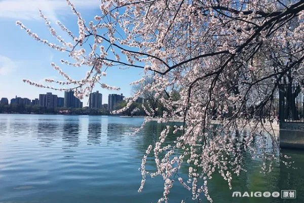 北京十大赏花好地方 北京赏花去哪里 帝都看花好去处荐