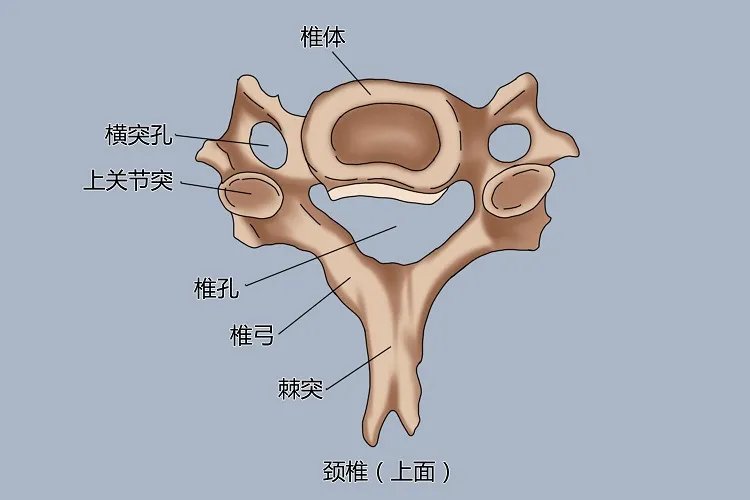 椎骨结构图