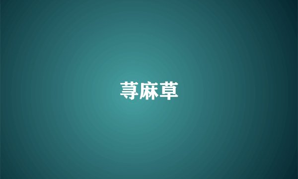 荨麻草