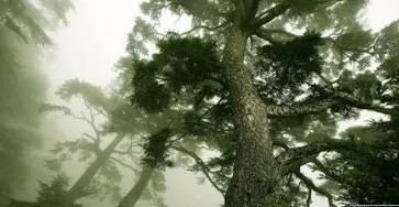 200岁一棵松被砍,是怎么回事?