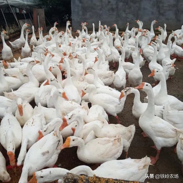 杂交鹅三个月有多大?