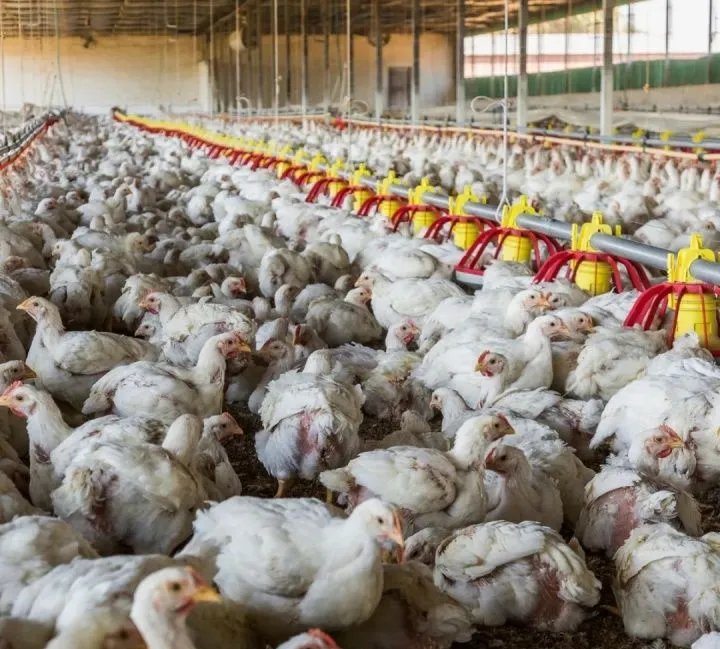 澳大利亚爆发H7N7禽流感,这是由什么引起的?