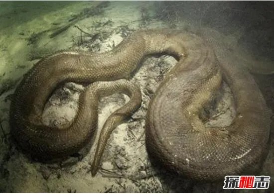鍥涘窛鍙戠幇50绫冲法锜掞紝涓栫晫涓婃渶澶х殑锜掕泧(缃戠粶浼犻椈)