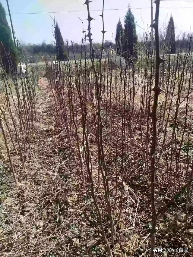 花椒树苗和槐树苗怎么区分?种植中有什么需要注意的吗?