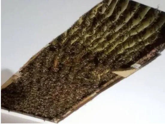 12万只蜜蜂藏卧室天花板是怎么回事?
