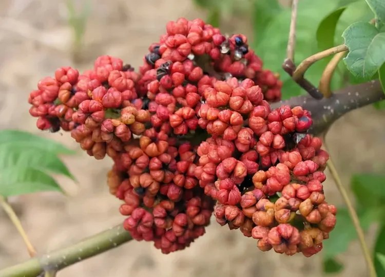 吴茱萸的功效与作用