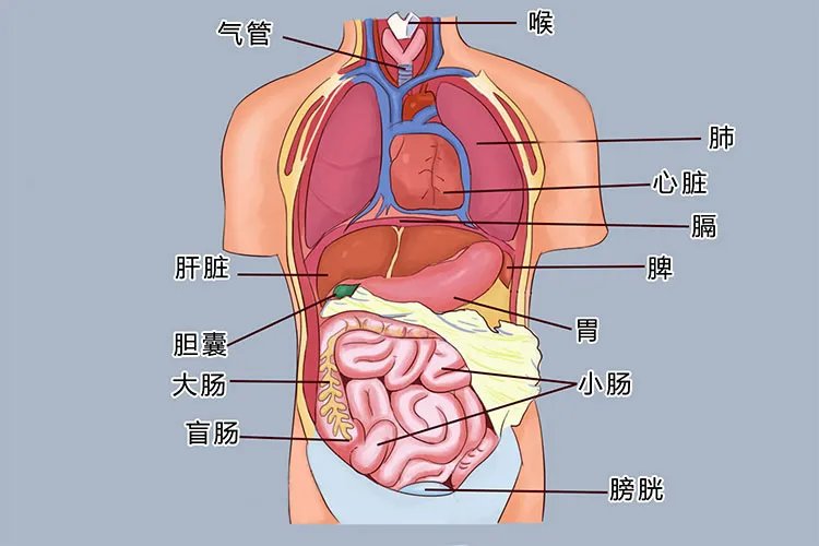 人体五脏六腑的位置立体图