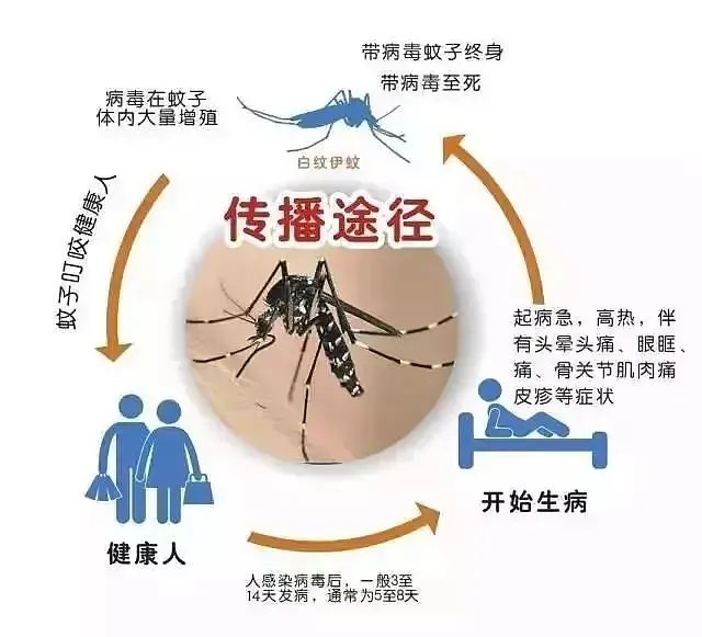 江苏句容出现1例登革热病例,如何预防登革热病毒?