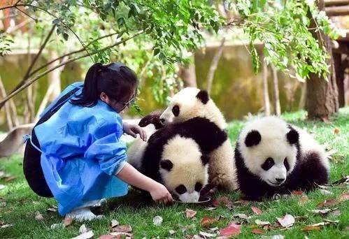 熊猫和饲养员吵架是因为什么原因呢?