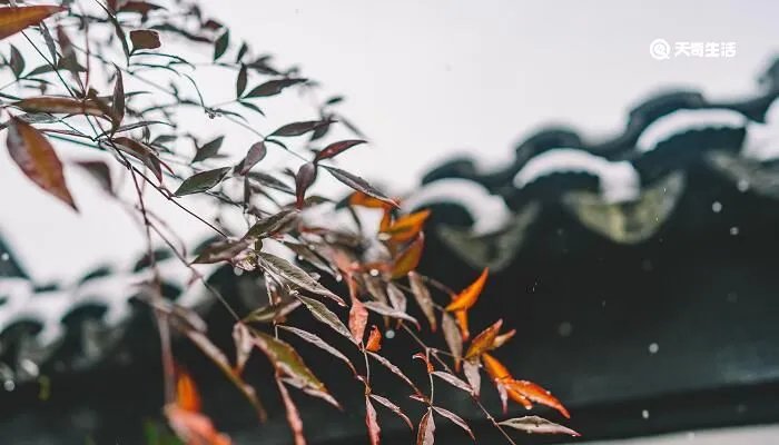 小雨的降雨量是多少