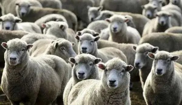蒙古国送的3万只羊会变成羊肉,这些羊肉会送到哪里?