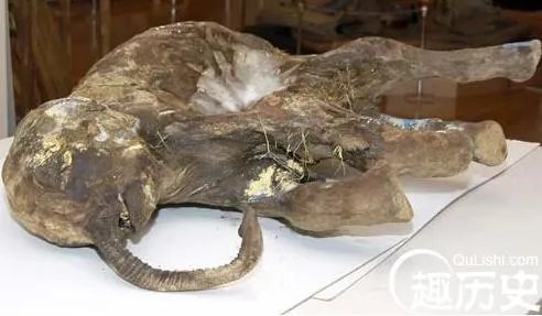猛犸象