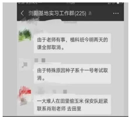 价值千万科研玉米被偷摘是是怎么回事?什么玉米价值这么高