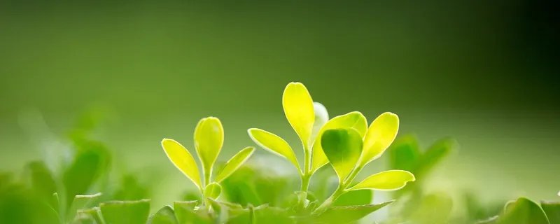 四月的英文缩写是什么，四月的英语缩写