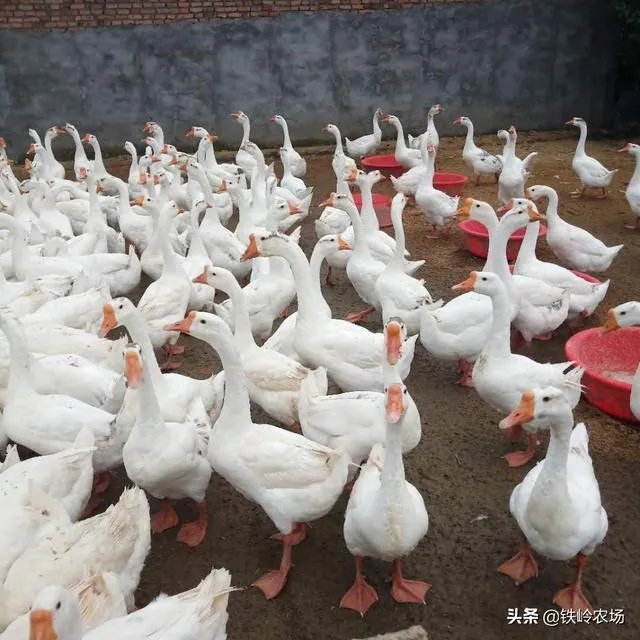 杂交鹅三个月有多大?