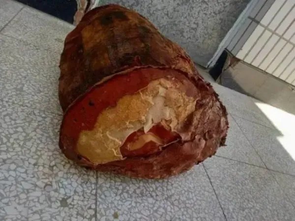 野生太岁图片