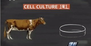 必胜客推出“人造肉”披萨!人造肉3.0版迈上新台阶,人造兔肉、牛羊肉或都能吃上!