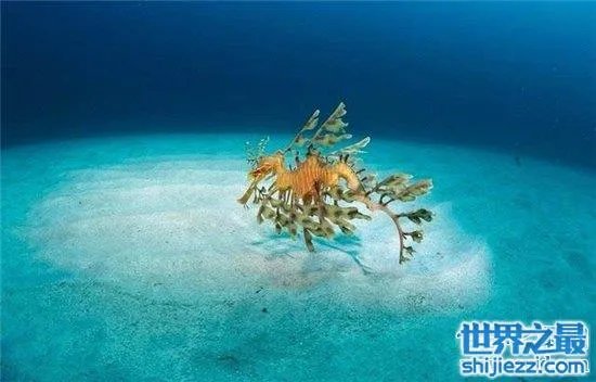 叶海龙鱼外形奇特,能够随意自由变换颜色